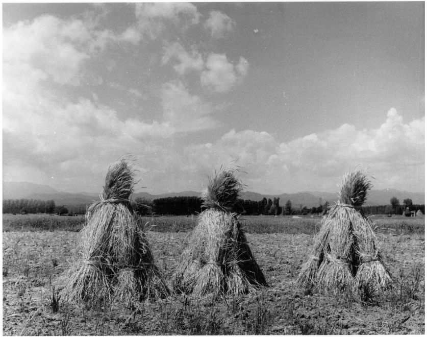 Wheat sheaves. Puigcerdá