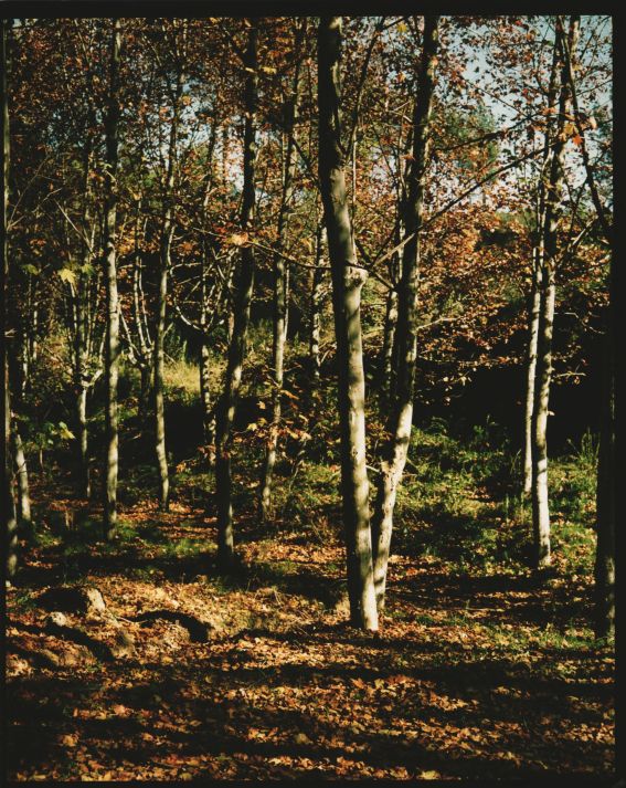 Surrounding area of the Sant Medir chapel