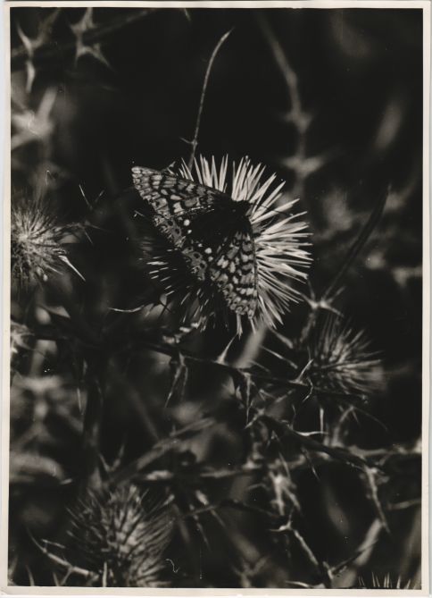 The thistle and the butterfly