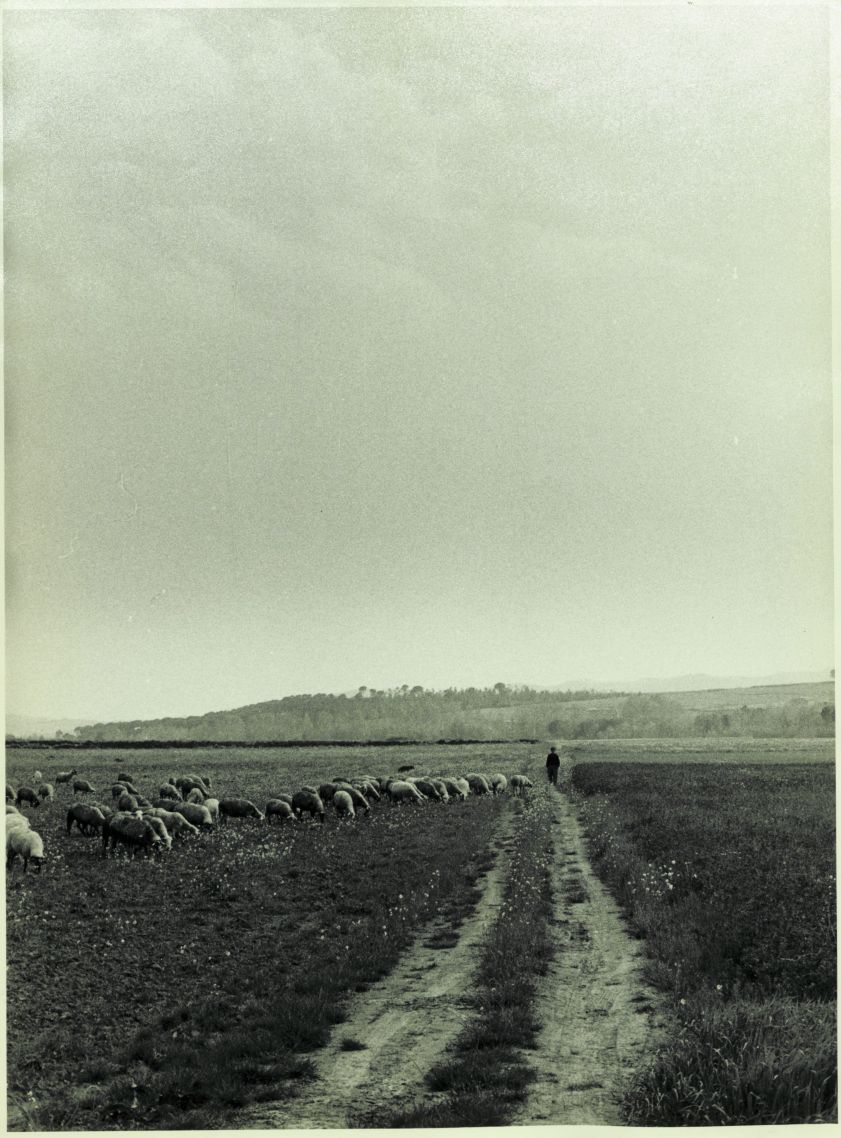 Banyoles landscape