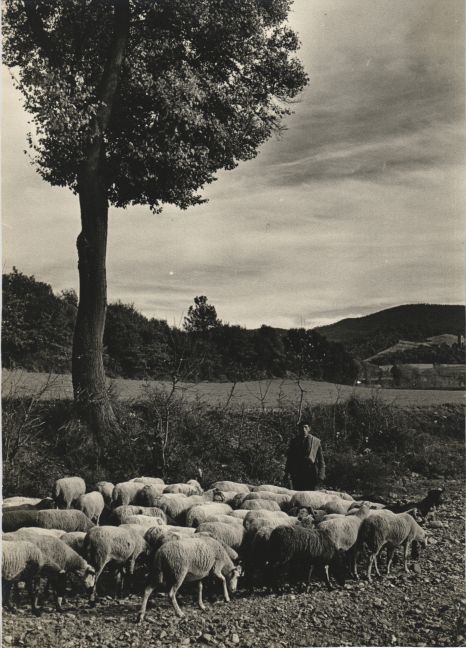Grazing sheeps in Mollet del Vallés