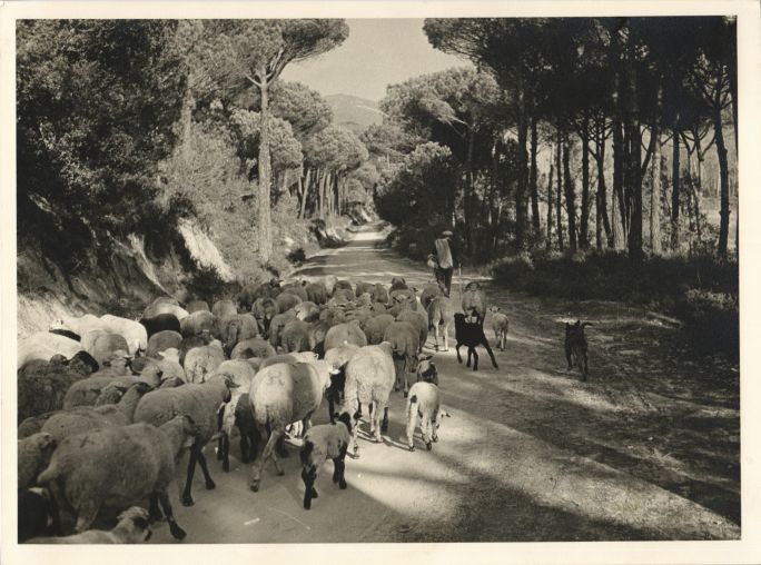 Sheep in Collcerola