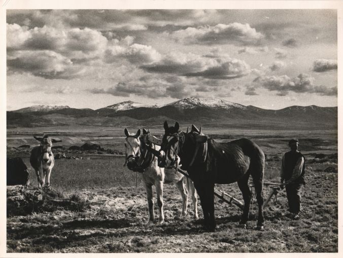 Ploughing the field in Pedraza