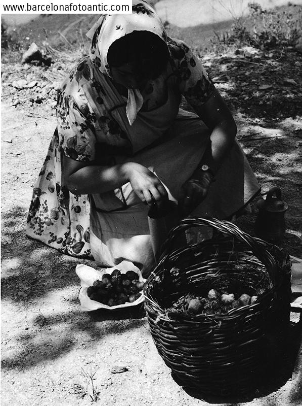 Picking strawberries in El Frasno