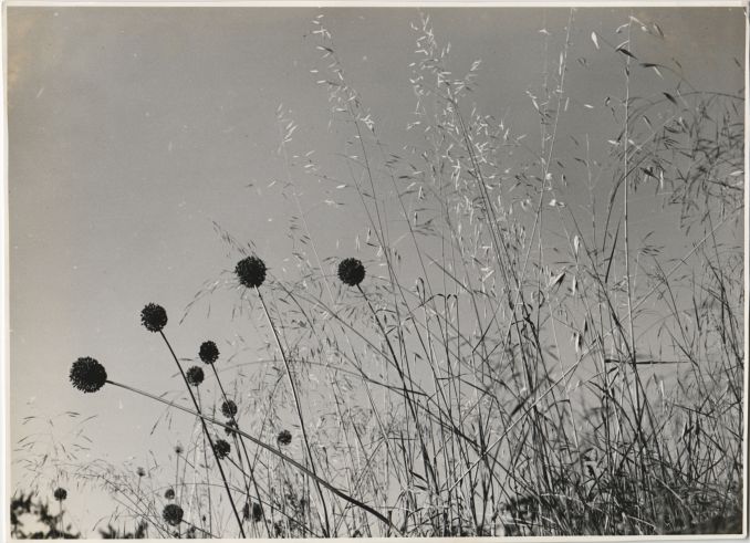 Allium and Grasses